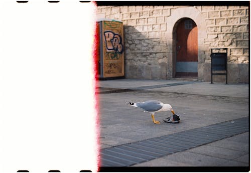 A seagull is sitting on the ground next to a trash can