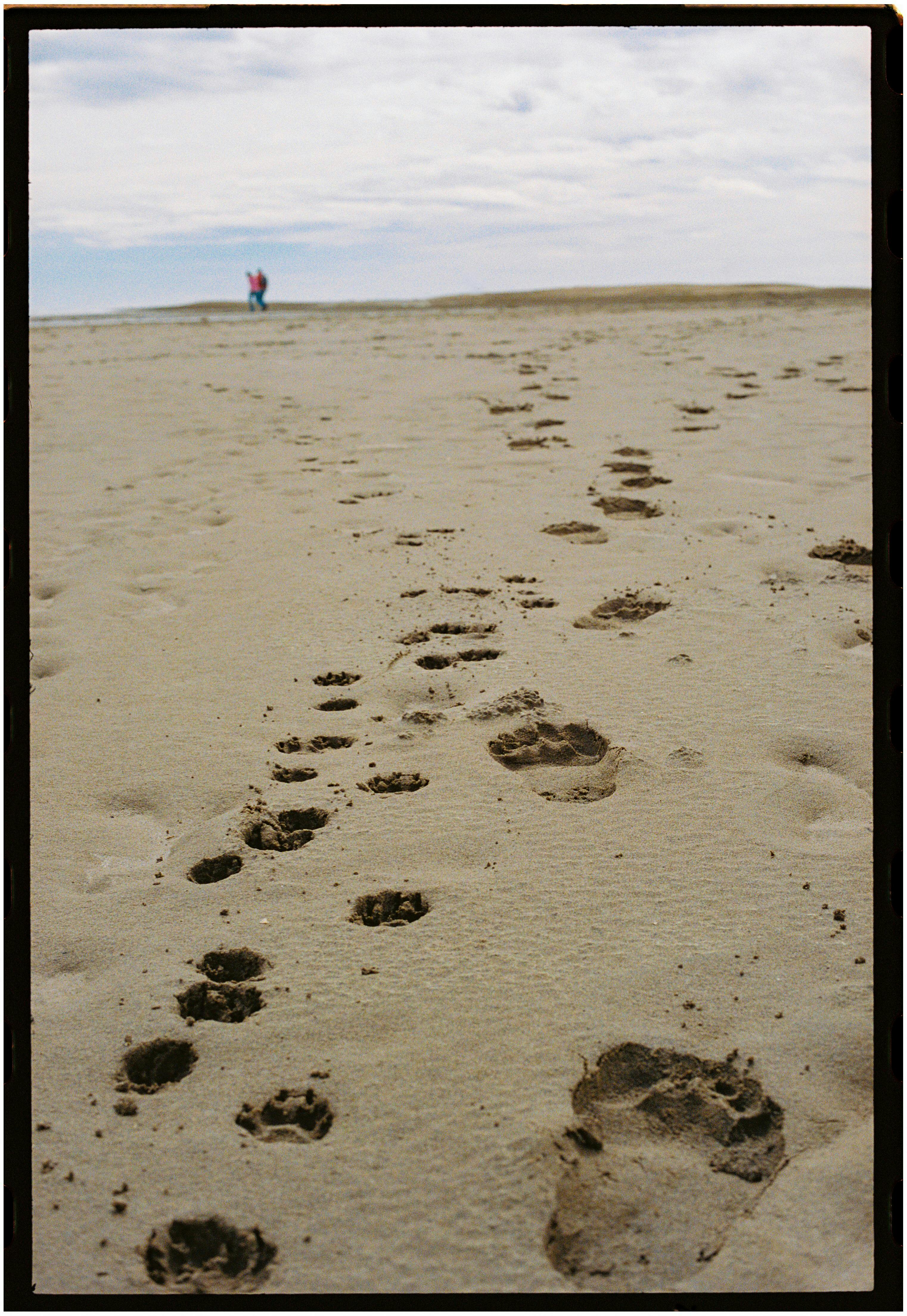 Footprints and pawprints trail across a sandy beach under a cloudy sky.