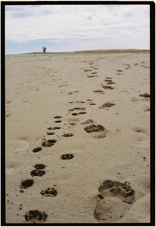 A person walking on the beach with footprints in the sand