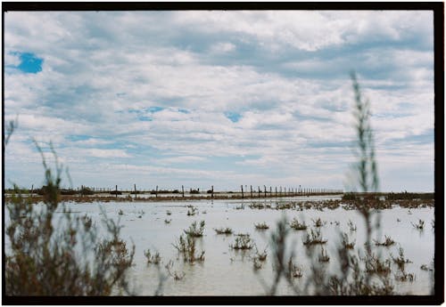 A field of water with tall grass and clouds