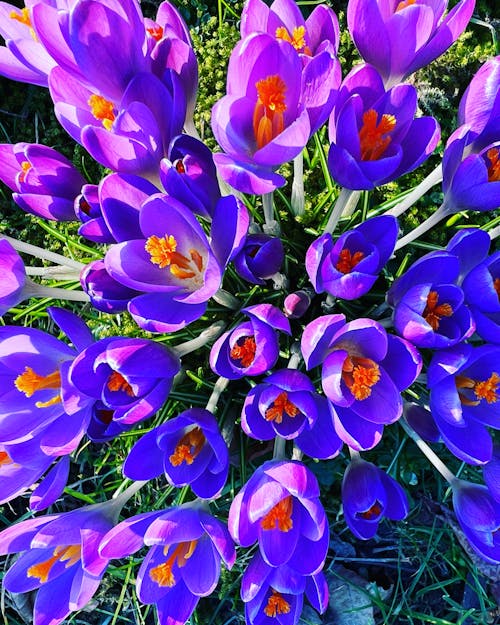 Gratis stockfoto met krokus, lente bloem, paarse bloem