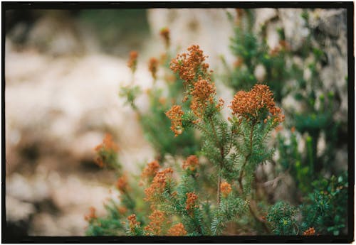 A close up of a small plant with red flowers