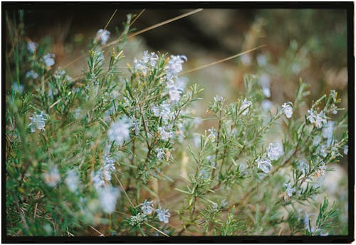 A close up of some blue flowers in the grass