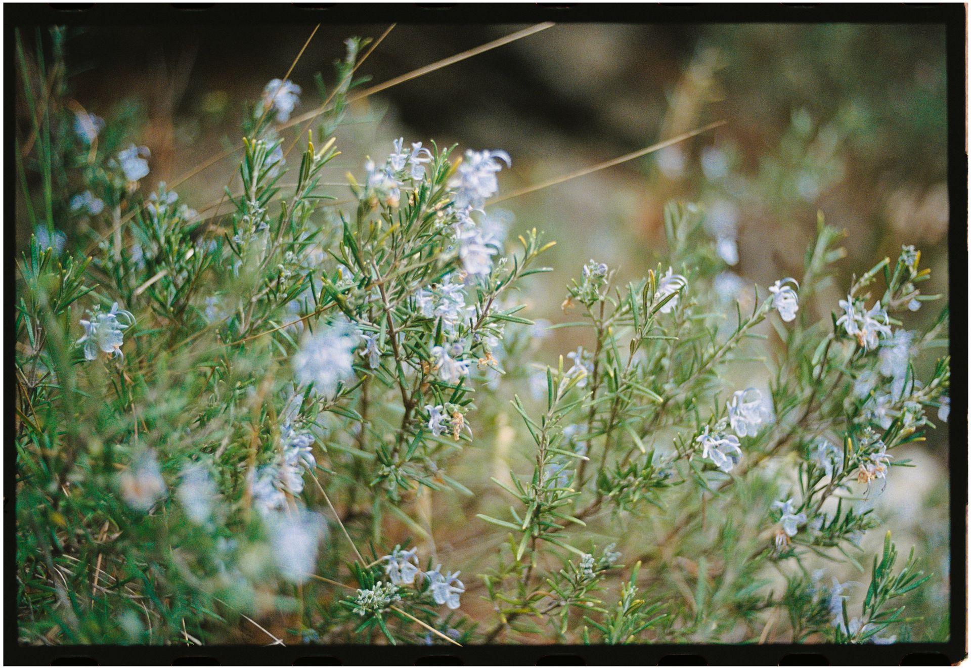 Soft focus view of rosemary plants with small flowers in a natural meadow setting.
