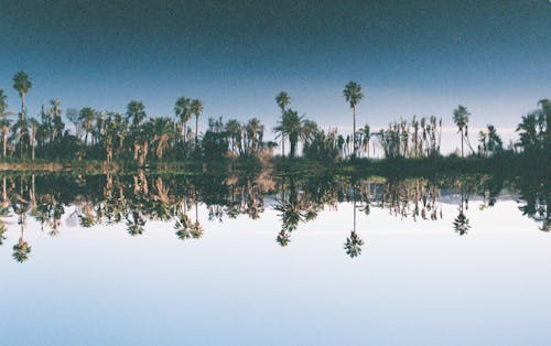Reflection of palm treen in water shot on film