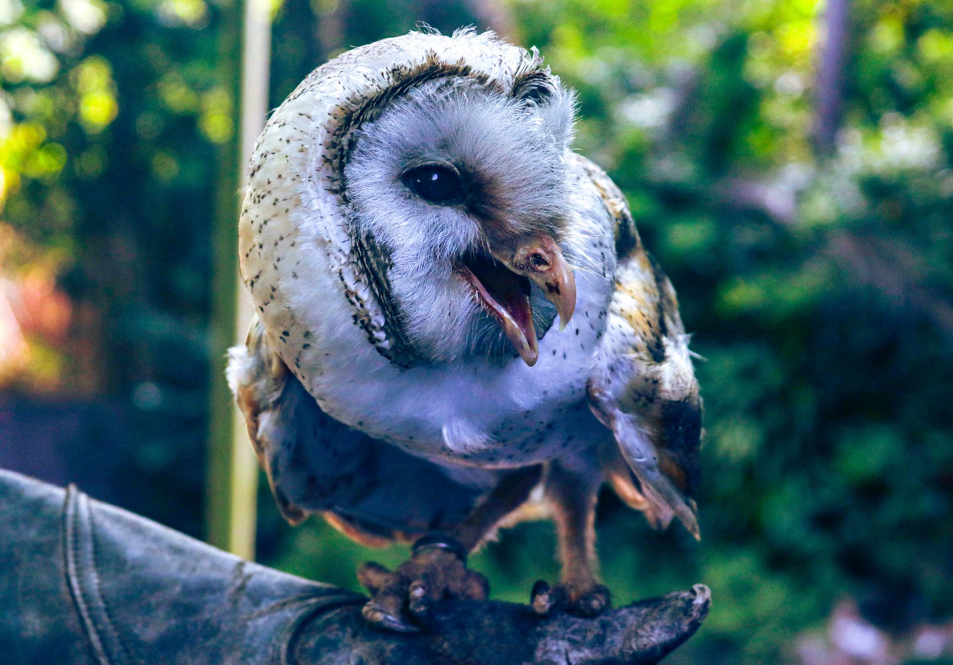 Close-up of a Western Barn Owl
