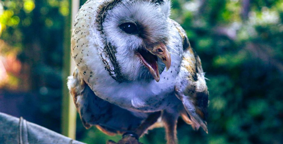 A barn owl perched at dusk — Tyto javanica javanica does a great deal of free rodent control in Malaysia