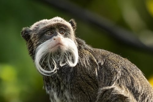 A monkey with a long beard and a mustache