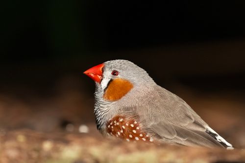 Free A detailed close-up of an Australian zebra finch (Taeniopygia guttata) in Auckland, captured in natural light. Stock Photo