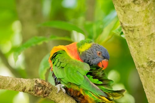 A colorful bird sitting on a branch with leaves