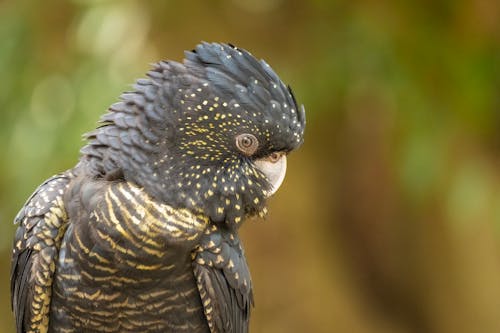 A black and yellow parrot with black spots