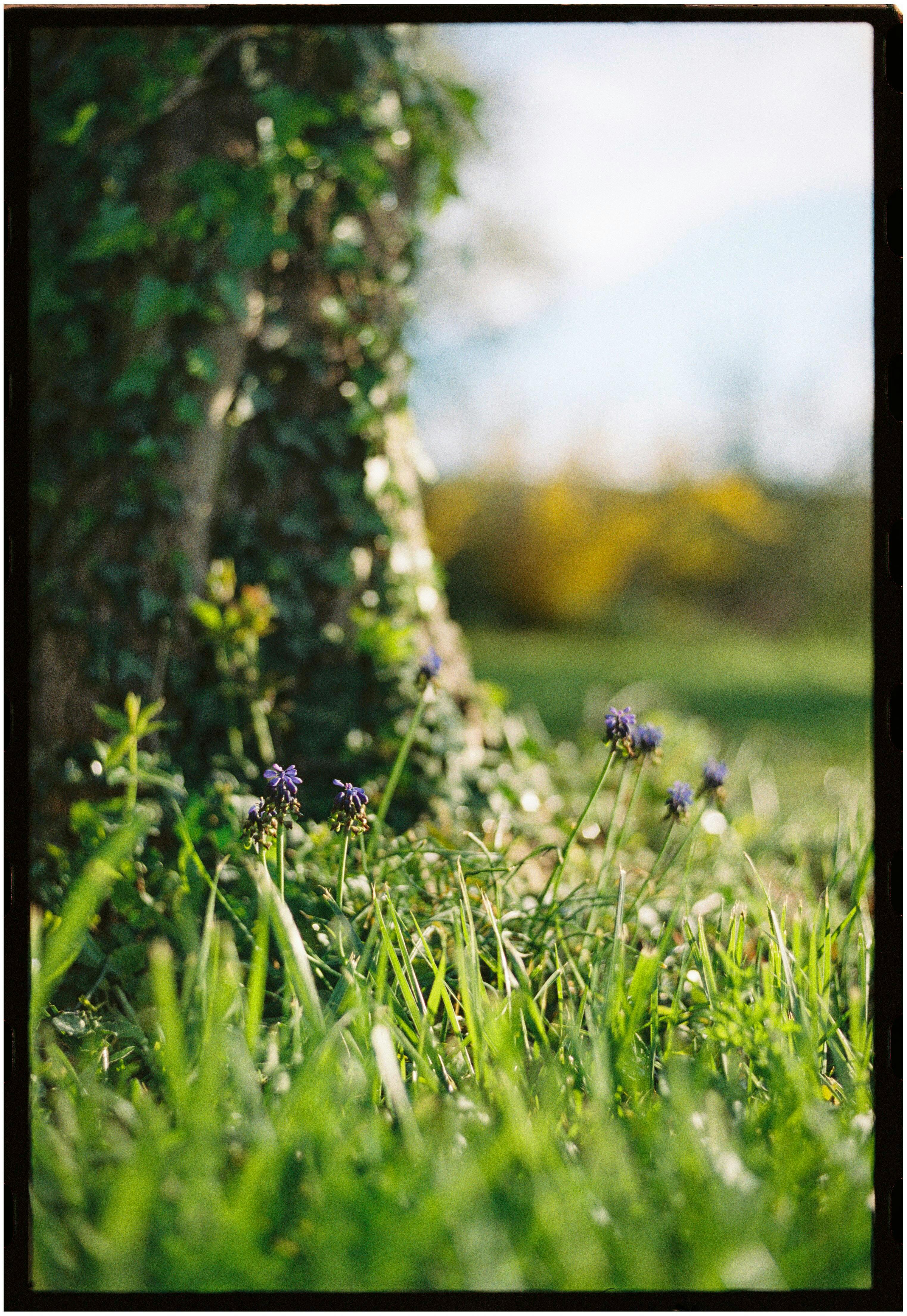 A serene view of wildflowers in a lush meadow with an ivy-covered tree, captured in spring.