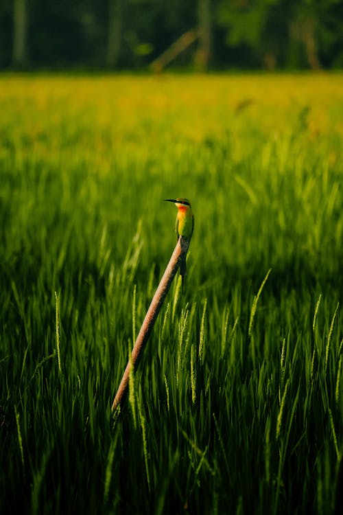 A bird is perched on a stick in a field