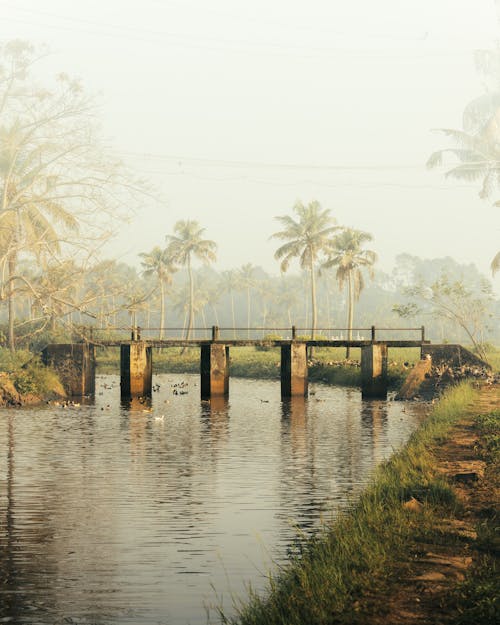 A bridge over a river with palm trees and grass