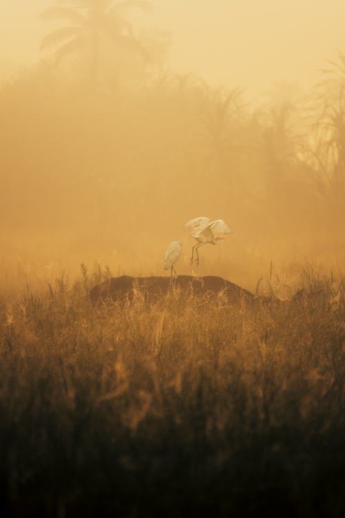 Two birds are standing on a rock in the fog