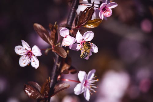 A bee is sitting on a branch of a cherry blossom