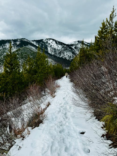 Snow on Footpath in Forest in Mountains