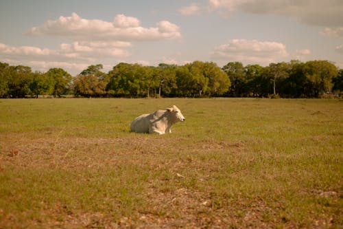Gratis stockfoto met dierenfotografie, grasland, koe
