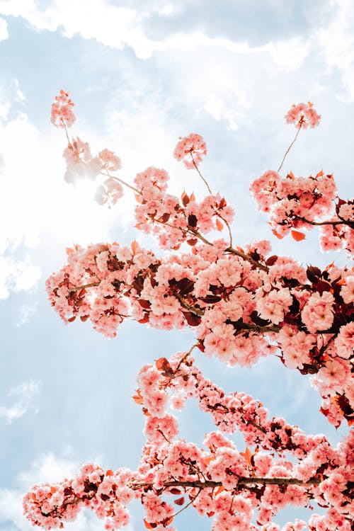 Základová fotografie zdarma na téma jaro, květy, mrak