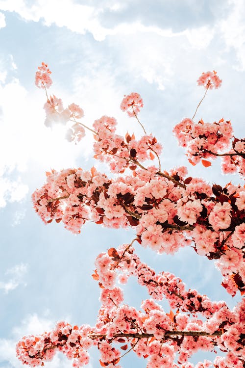 Gratis lagerfoto af blå himmel, blad, blomst