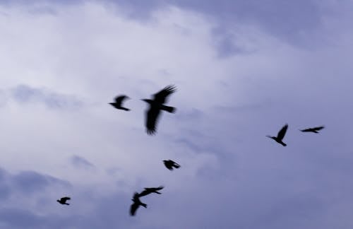 Photos gratuites de ciel, faune, liberté