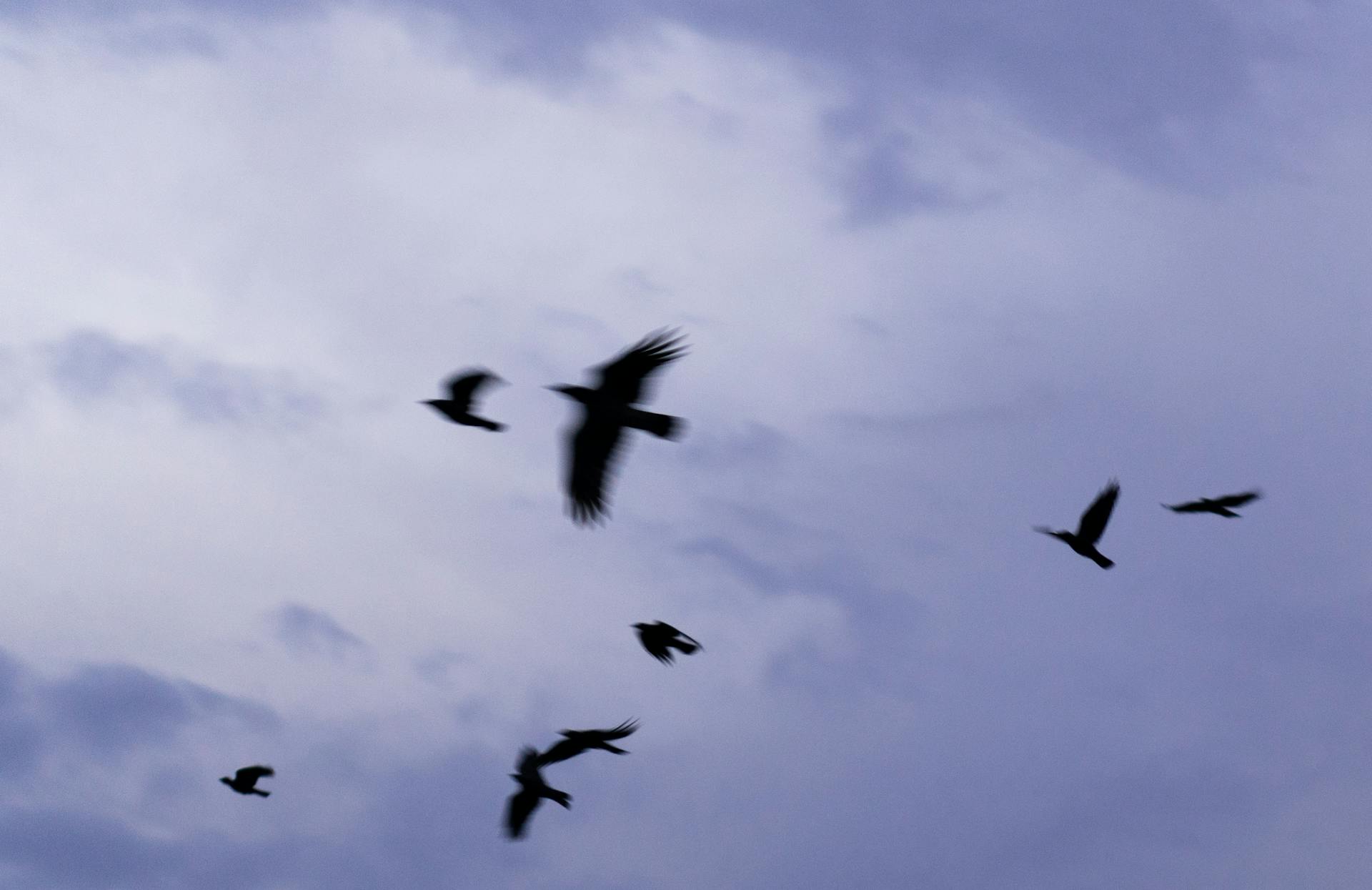 Silhouetted birds flying gracefully against a cloudy sky, symbolizing freedom and motion.