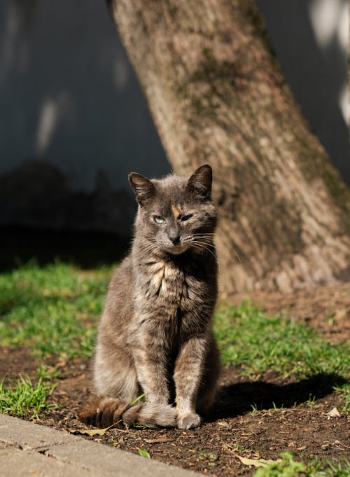 Immagine gratuita di abbaiare, albero, animale