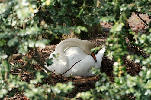 Immagine gratuita di animale, arbusti, bianco