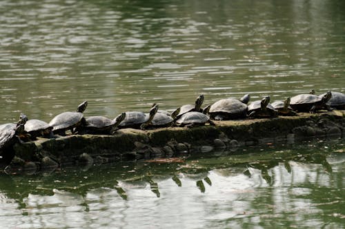 Photos gratuites de animaux, bassin, coquilles