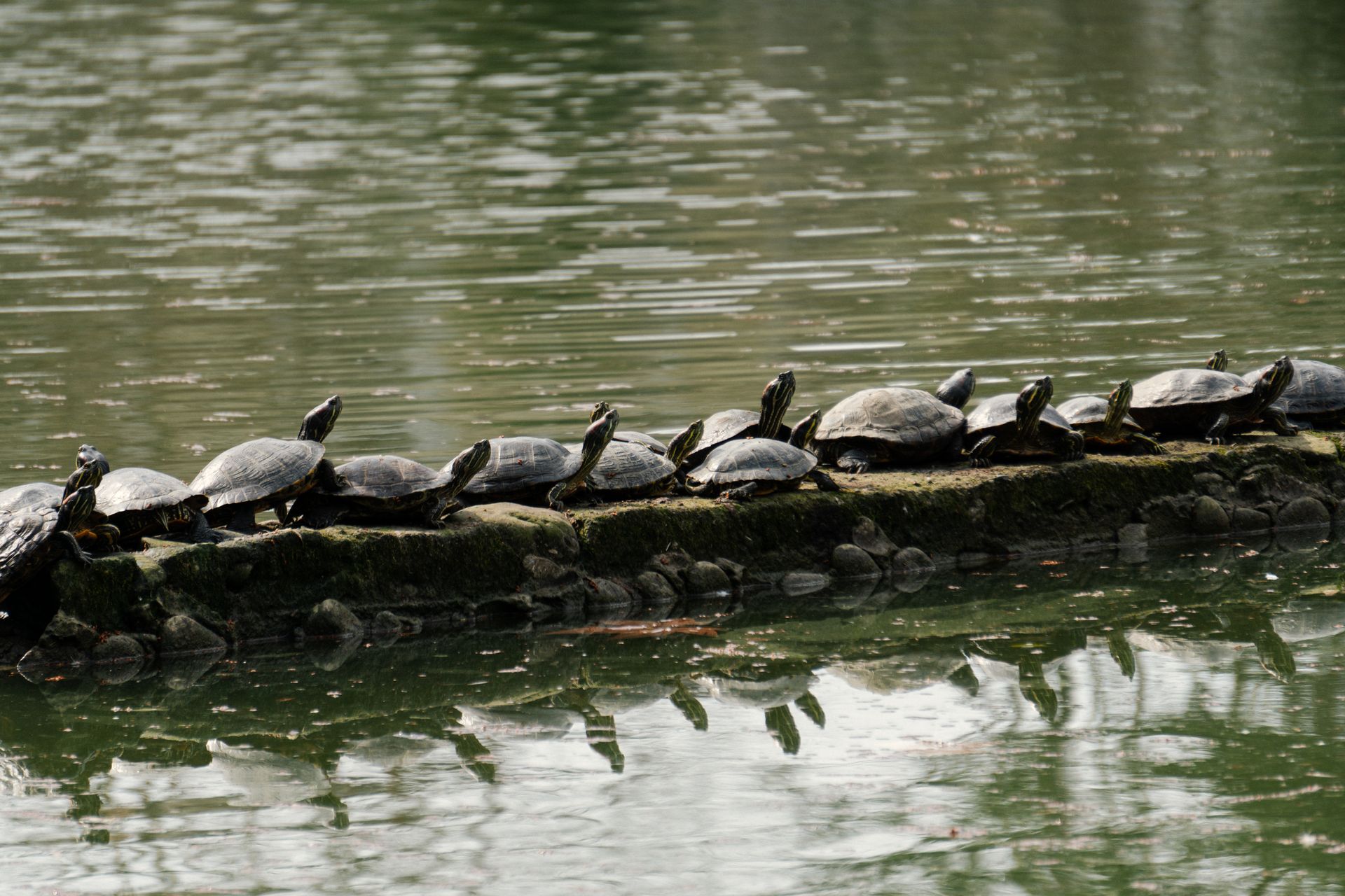 Turtles sunning on a log in a serene lake setting, reflecting the harmonious connection with nature.