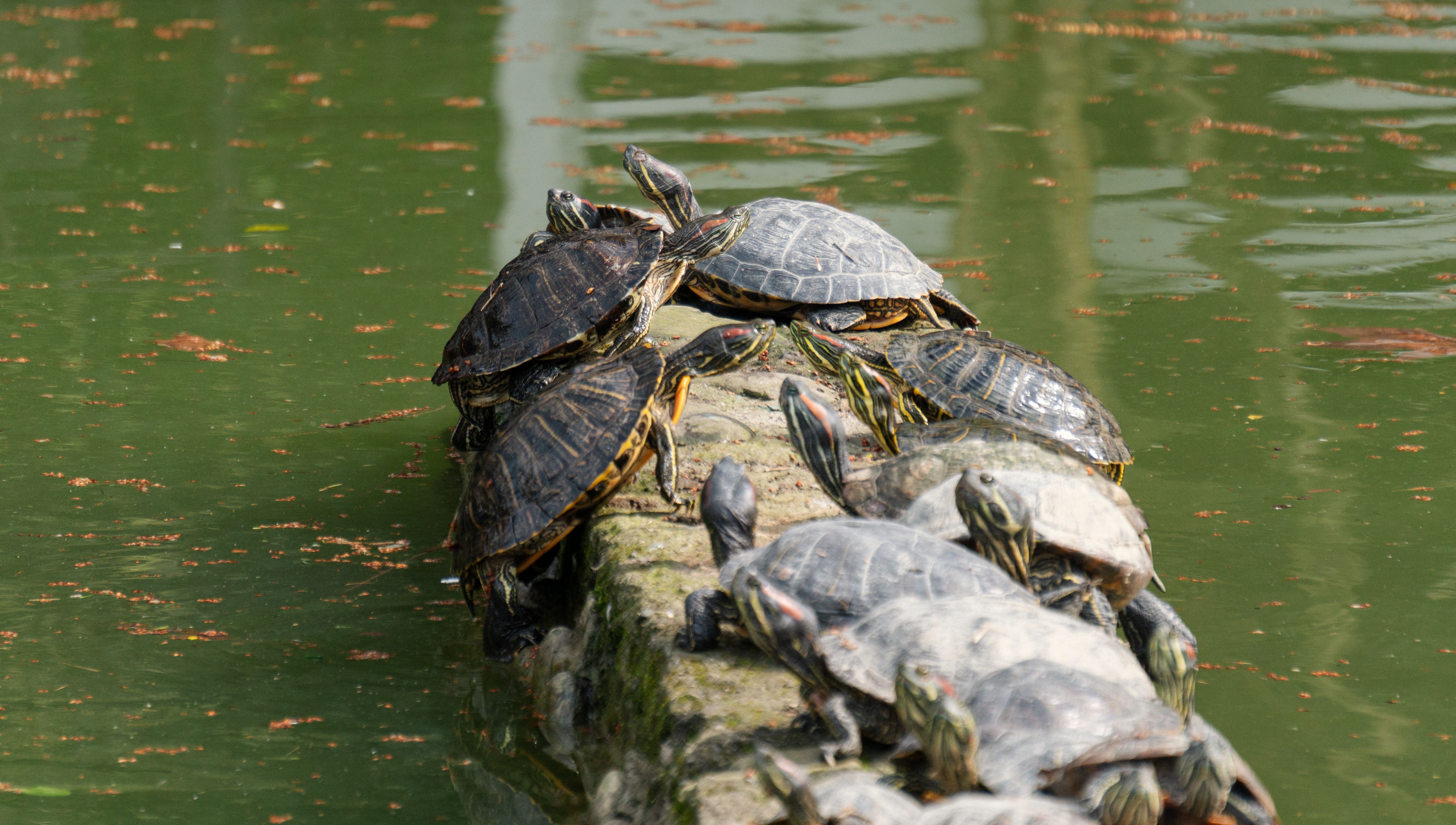 Turtles on a log in the water · Free Stock Photo
