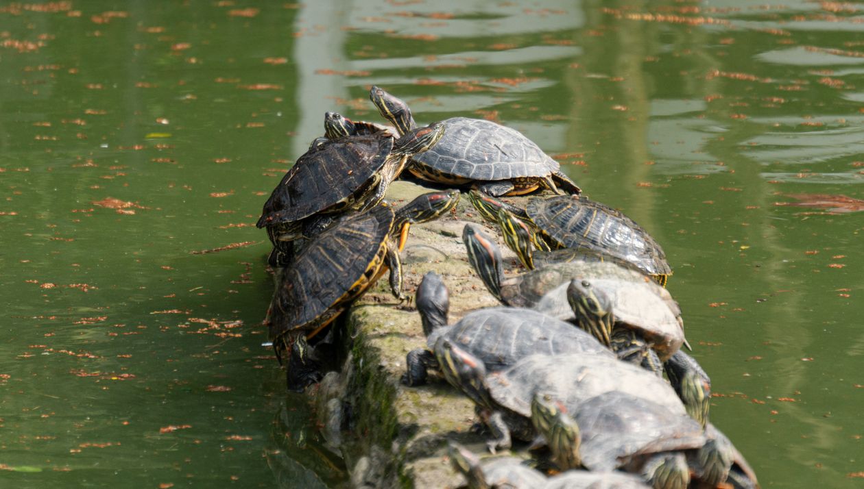 Log Shell Turtle Turtles on a log in the water · Free Stock Photo
