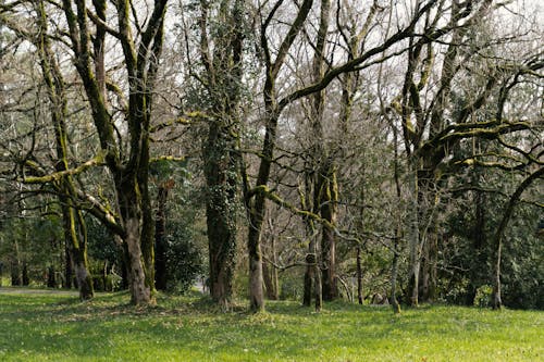 Immagine gratuita di alberi, arbusti, erba