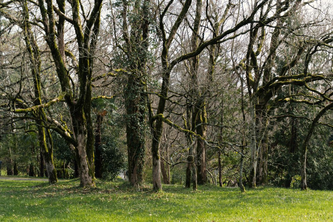 Empty Tree Real Empty Trees in a Park · Free Stock Photo