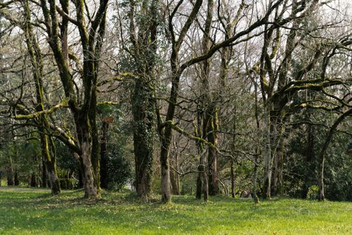 Free Serene park with moss-covered bare trees and grassy foreground in winter. Stock Photo