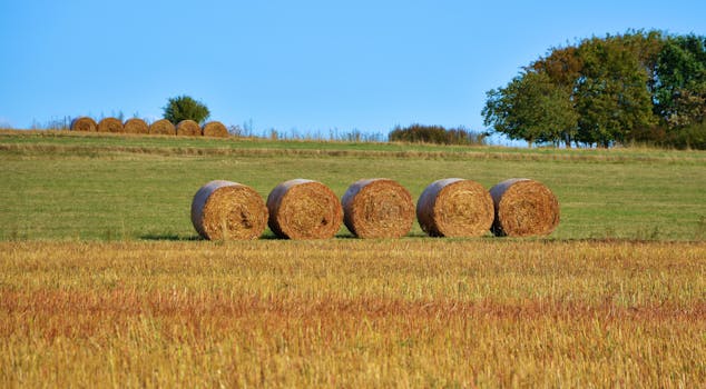 Free stock photo of landscape, sky, field, summer