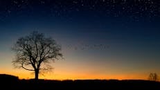 在星空下，一棵孤独的树矗立着，它的轮廓在暮色的天空中显得格外清晰