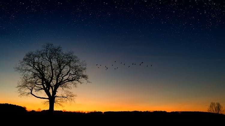 Silhouette Photography Of Trees And Birds