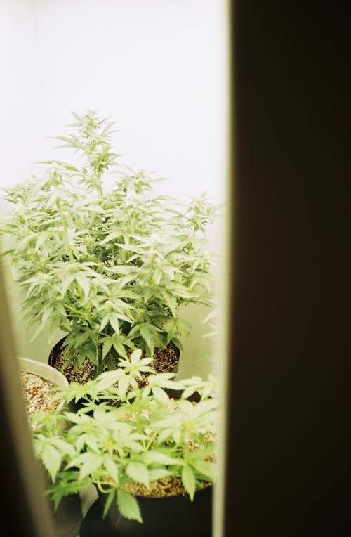 Cannabis growing under lights