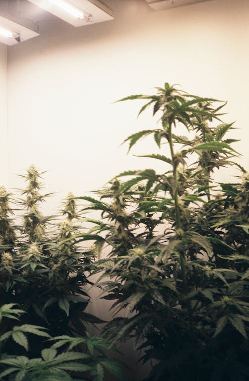 Gratis lagerfoto af blade, cannabis, græs