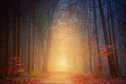 Fotobanka s bezplatnými fotkami na tému cesta, cestička, chodník