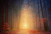 黎明时分，神秘的森林里雾气弥漫，光线交织，秋色充满活力