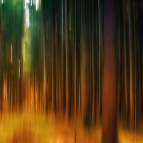 Free An artistic abstract view of a forest with vertical motion blur in warm colors. Stock Photo