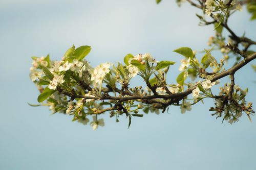 Free Close-up of delicate white blossoms on a branch against a clear blue sky highlighting spring freshness. Stock Photo