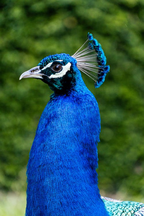 A close up of a blue peacock with a blue head