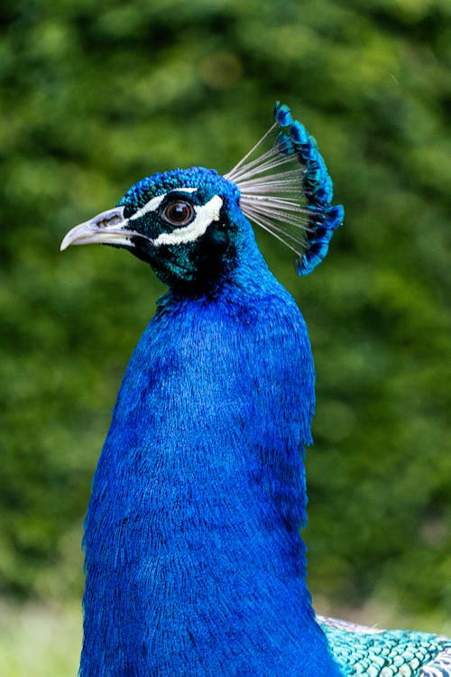 Fotos de stock gratuitas de al aire libre, animal, aves de corral