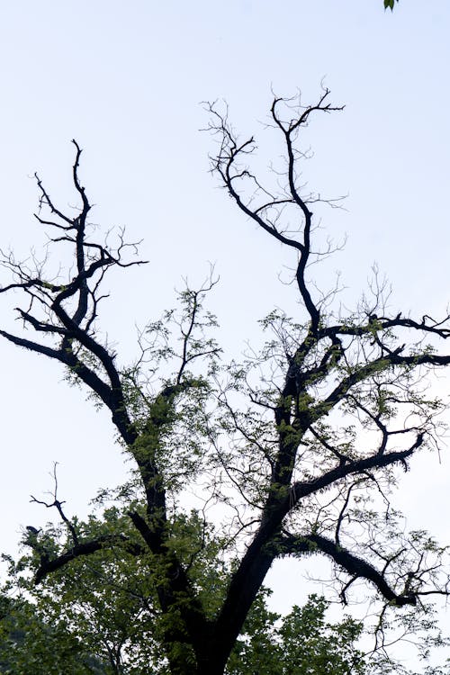 A tree with no leaves is shown in this photo