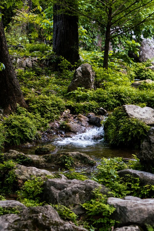 A stream running through a forest with rocks and trees