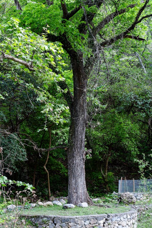 A tree in the middle of a forest with a bench