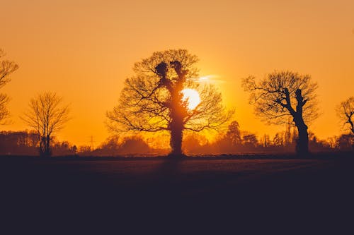 бесплатная Деревья во время заката Стоковое фото